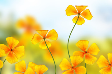 Colorful beautiful flowers eschscholzia on the background of the