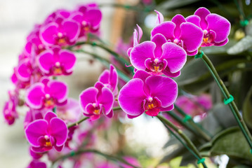 Pink phalaenopsis orchid flower - obrazy, fototapety, plakaty
