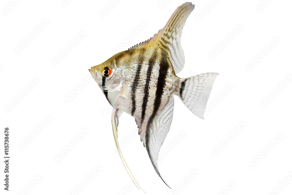 Wall mural zebra angelfish pterophyllum scalare aquarium fish isolated on white 