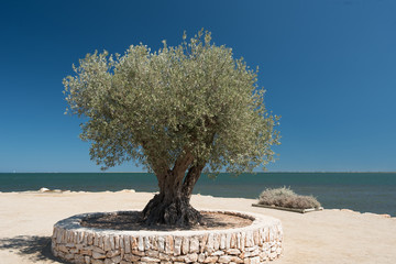 Olive tree on the seashore