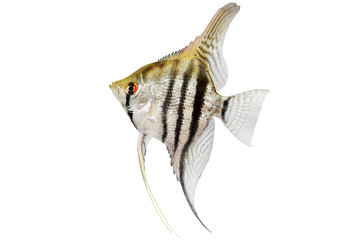 zebra angelfish pterophyllum scalare aquarium fish isolated on white  - obrazy, fototapety, plakaty