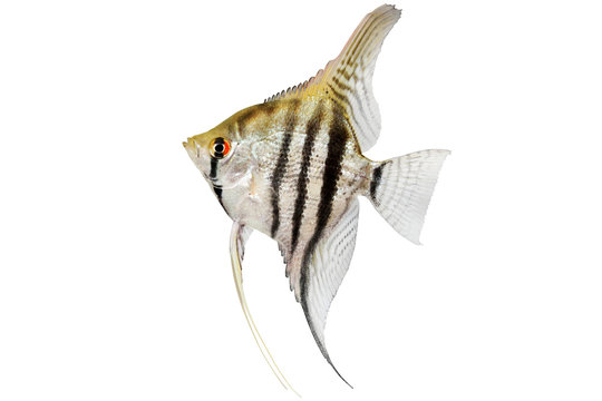 Fototapeta zebra angelfish pterophyllum scalare aquarium fish isolated on white 