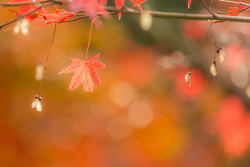 autumn background