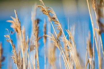 Spreewald Schilf am See