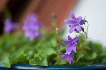 Blumen in Topf