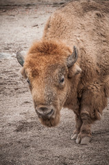 Fototapeta premium Close-up portrait of European bison in zoo