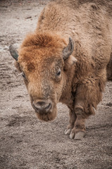 European bison in zoo
