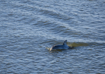 Wild bottlenose dolphin in South Carolina