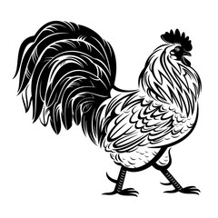 Rooster
