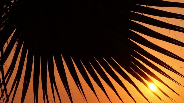 Palm leaves against the sunset