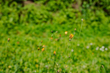Close up on fresh green grass texture background