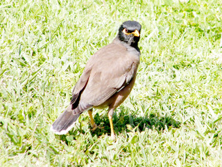 Tel Aviv Common Myna March 2011