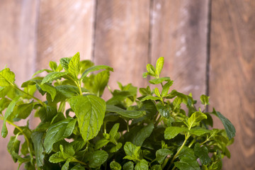 fresh mint drops of dew