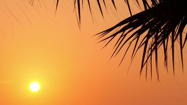 leaves of palm trees at sunset