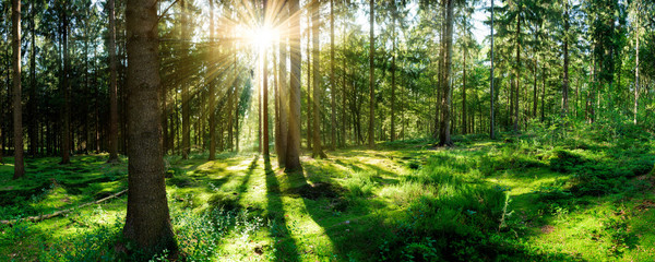 Fototapeta na wymiar Wald Panorama mit Sonne