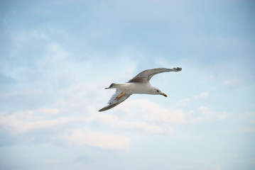 Fototapeta premium Seagul against a beautiful sky with clouds
