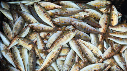 rich marine fish catch