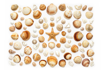 composition of exotic sea shells and starfish on a white background.