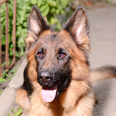 CLose-up portrait of Young Fluffy Dog Breed German Shepherd lying in the garden outdoor.