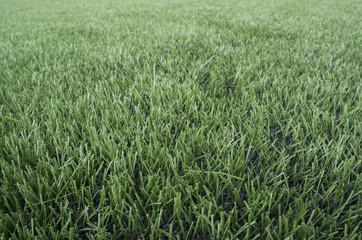 grass green yard background nature abstract texture
