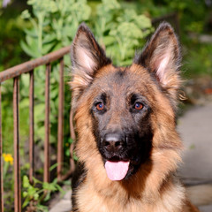 CLose-up portrait of Young Fluffy Dog Breed German Shepherd lying in the garden outdoor.