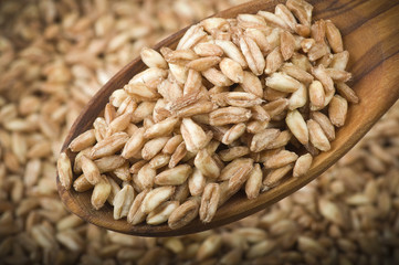 Spoon of Raw Organic Spelt Grain close up on a table