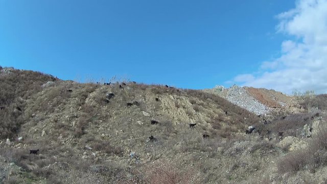 Hillside Goats.  Goats feeding on a hillside in the province of Alanya in Turkey (2.7k, 25fps).