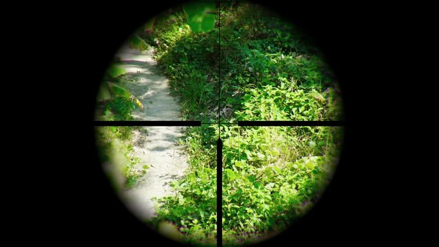 View of a tropical nature trail through the crosshairs of a targeting scope on a sunny afternoon. UltraHD video