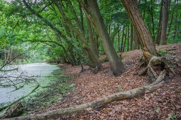 fallen tree pond view