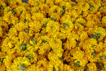 Marigolds flower