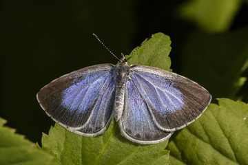 Argus-Bl&auml;uling (Plebeius argus)