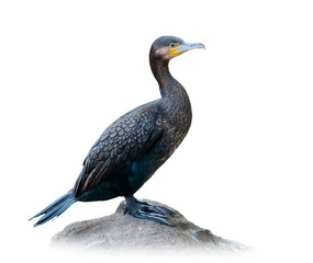 Great cormorant on white
