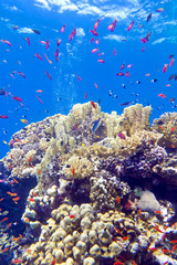 colorful coral reef with exotic fishes anthias in tropical sea 