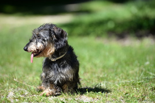 thurst, cute dachshund looking very thirsty