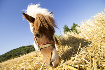 grazing pony