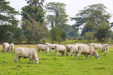 Obraz premium cows grazing in green pastures with their herds.