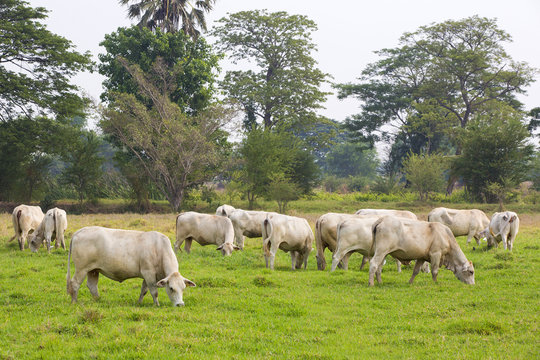 cows grazing in green pastures with their herds.