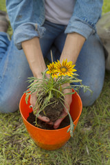 Mujer plantando flores en macetas, sentada en el jardín