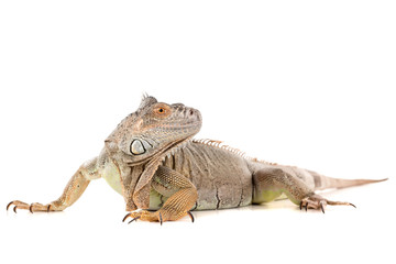 Obraz premium Iguana