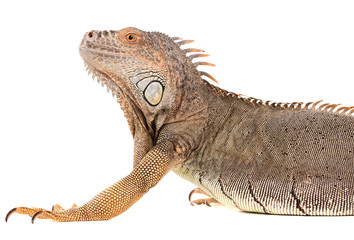 Obraz premium Iguana
