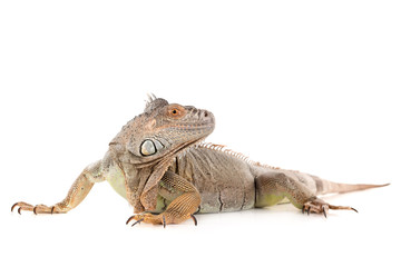 Iguana