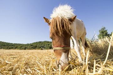 grazing pony