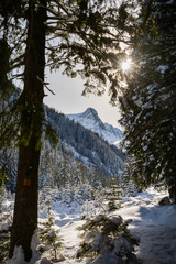 Winter forest close to Colt Balaceni, Romanian Matterhorn, Fagaras Mountains