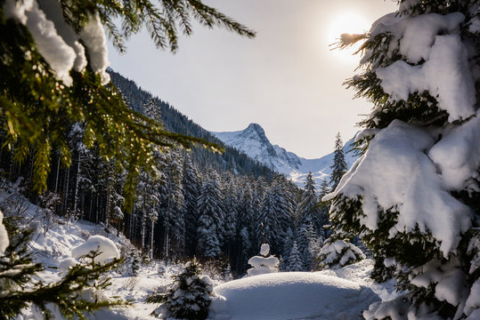 Winter forest close to Colt Balaceni, Romanian Matterhorn, Fagaras Mountains