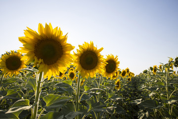 Sunflower grows on the field.