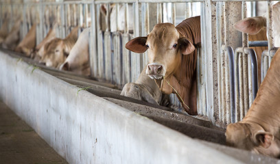 cows on a farm