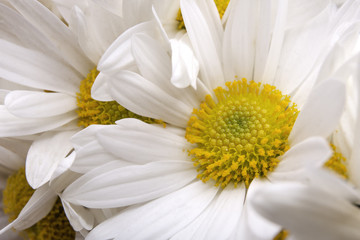 Detalle de flores blancas de crisantemos