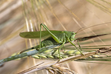 Big green Grasshopper on the Corn Spike, Macro View