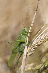 Big green Grasshopper on the Corn Spike, Macro View