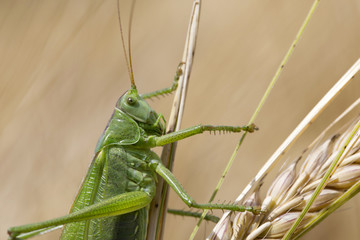 Big green Grasshopper on the Corn Spike, Macro View